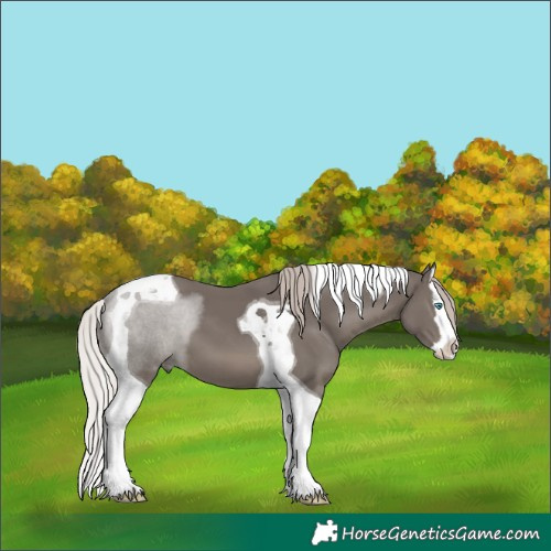 Horse Color:Silver Black Splash Tobiano 