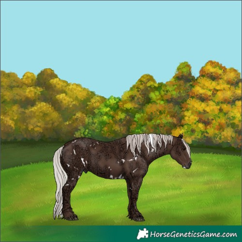 Horse Color:White Spotted Silver Black Ice 