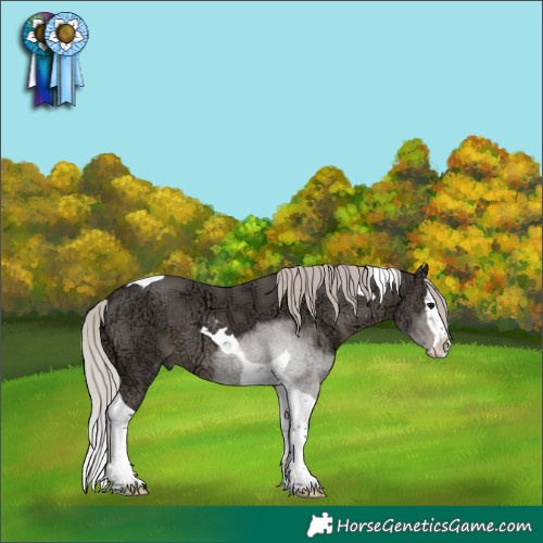 Horse Color:Silver Black Ice Splash Tobiano 