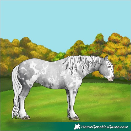 Horse Color:White Spotted Silver Black Chinchilla Sabino Splash 