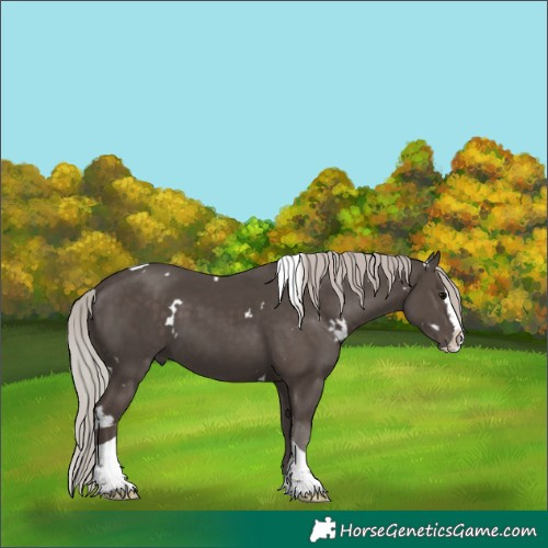 Horse Color:White Spotted Silver Black Splash Tobiano 