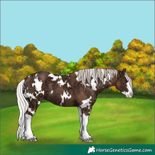 Horse Color:White Spotted Silver Black Ice Splash Appaloosa 