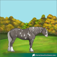 Horse Color:White Spotted Silver Black Splash