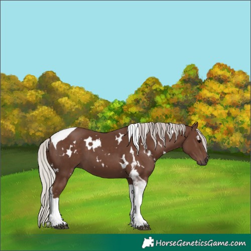 Horse Color:White Spotted Silver Black Tobiano 
