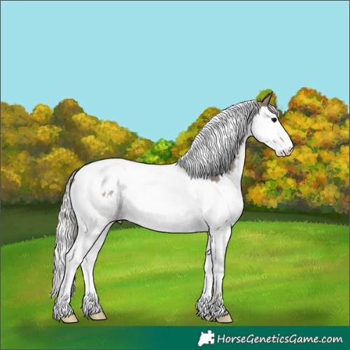 Horse Color:White Spotted Silver Grullo Splash Tobiano 