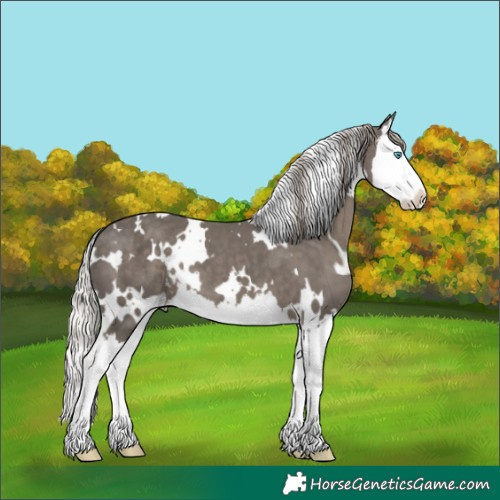 Horse Color:White Spotted Silver Black Splash