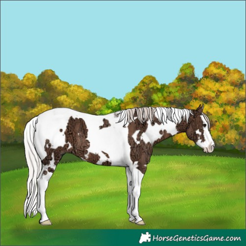 Horse Color:White Spotted Silver Black Ice Splash Tobiano 