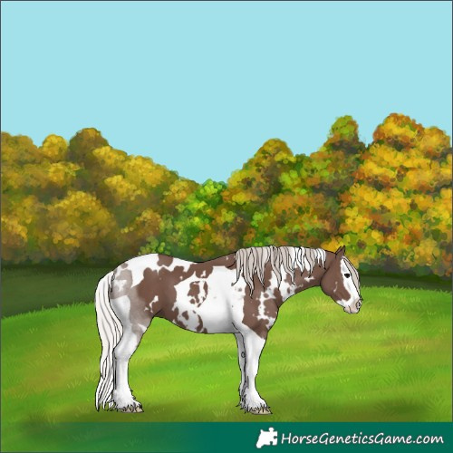 Horse Color:White Spotted Silver Black Splash Tobiano 