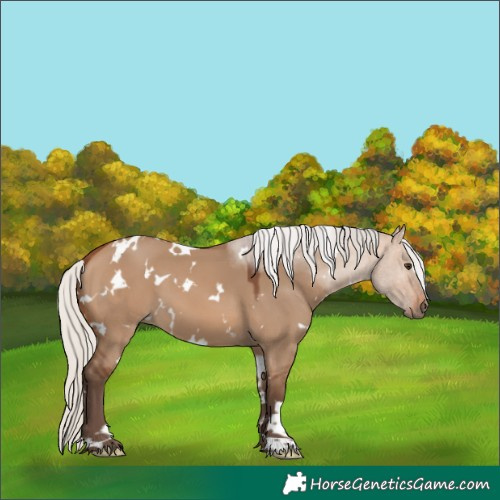 Horse Color:White Spotted Silver Brown Dun