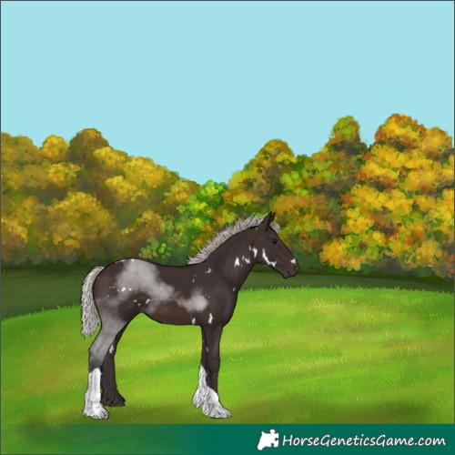 Horse Color:White Spotted Silver Brown Tobiano 