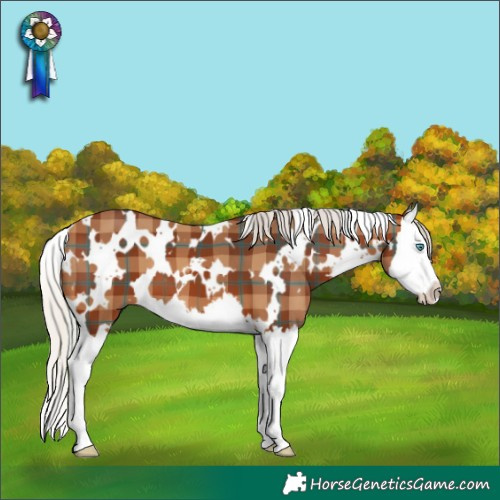 Horse Color:Plaid White Spotted Silver Brown Splash