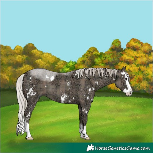Horse Color:Plaid White Spotted Silver Black Ice Sabino Splash