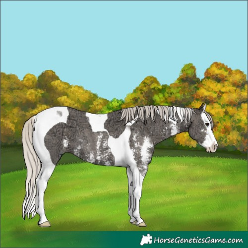 Horse Color:Silver Smoky Black Ice Sabino Splash Tobiano