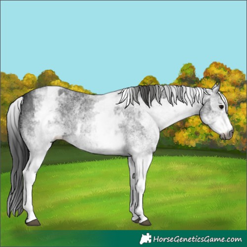 Horse Color:Gray White Spotted Black  and Gray White Spotted Black Rabicano 