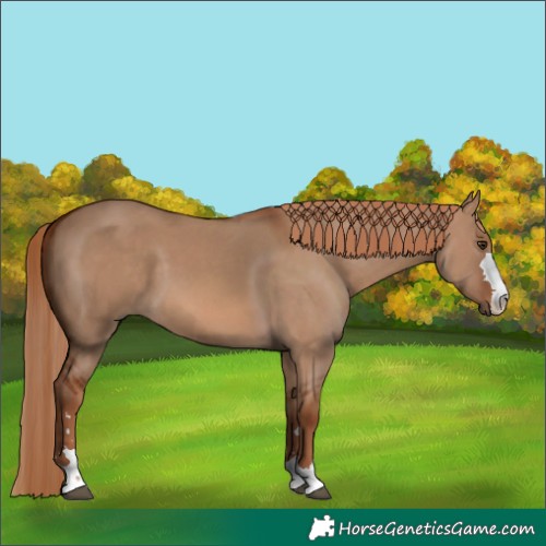 Horse Color:Red Dun 