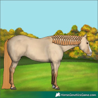 Horse Color:Red Dun Splash 