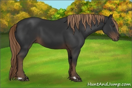 Horse Color:Liver Chestnut Frame