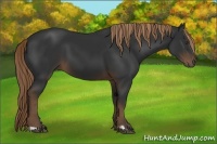 Horse Color:Liver Chestnut Frame 