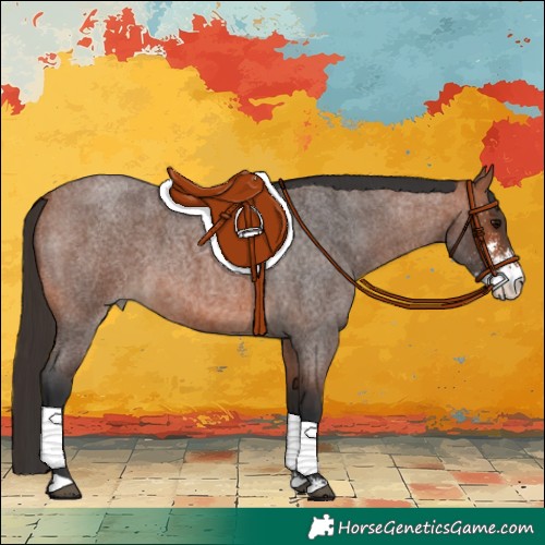 Horse Color:Bay Roan Sabino