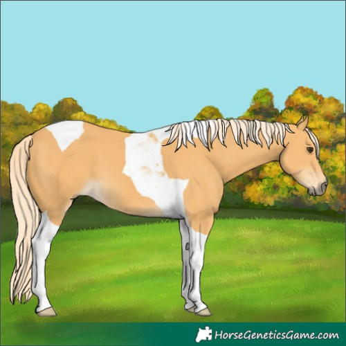 Horse Color:Palomino Tobiano 