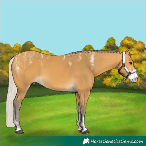 Horse Color:Powder White Silver Buckskin Sabino 