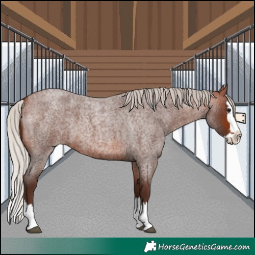 Horse Color:Silver Bay Roan Sabino Splash
