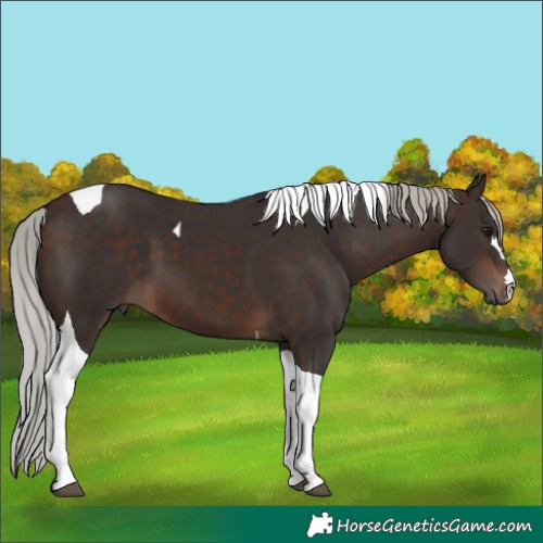 Horse Color:Silver Brown Tobiano 
