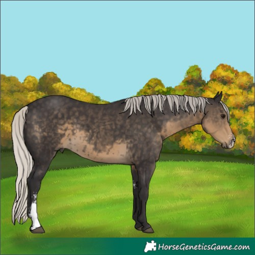 Horse Color:Silver Smoky Black Sabino 