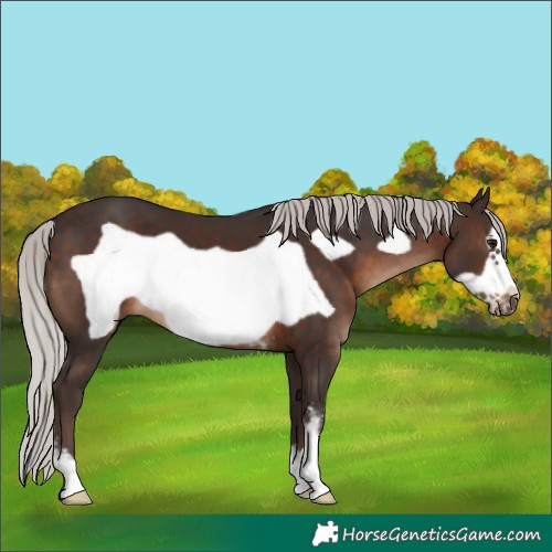 Horse Color:Silver Brown Sabino Frame 