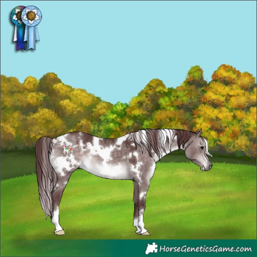 Horse Color:Platinum White Spotted Chocolate Brown Dun 