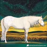 Horse Color:Palomino Roan Dun Splash Blanket Rabicano
