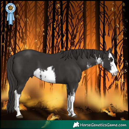 Horse Color:White Spotted Smoky Black and White Spotted Smoky Black