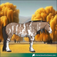 Horse Color:Brown Dun Sabino Splash 