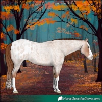 Horse Color:Red Dun Roan Splash Blanket