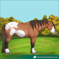 Horse Color:Bay Frame Blanket Rabicano