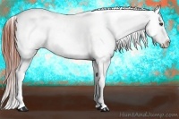 Horse Color:Brown Appaloosa 