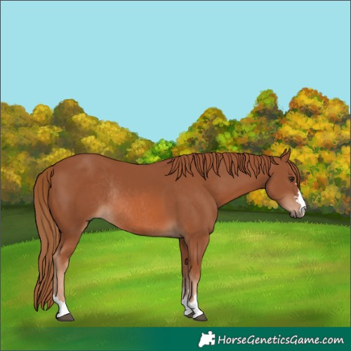 Horse Color:Chestnut Rabicano 