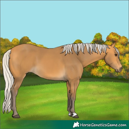 Horse Color:Silver Buckskin