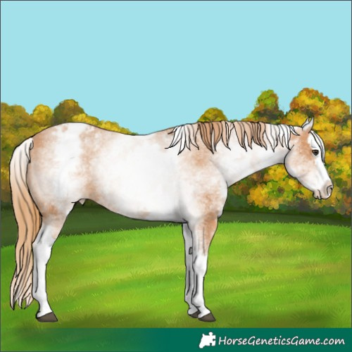 Horse Color:White Spotted Chestnut Splash Blanket