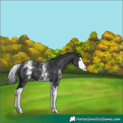 Horse Color:White Spotted Black Splash 