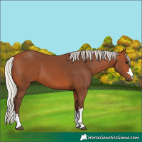 Horse Color:Silver Bay 