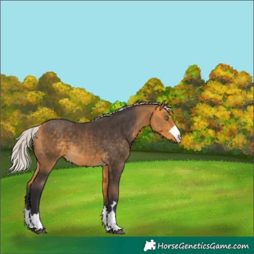 Horse Color:Silver Buckskin 