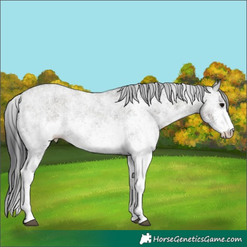 Horse Color:White Spotted Grullo 