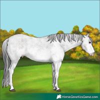Horse Color:White Spotted Grullo 