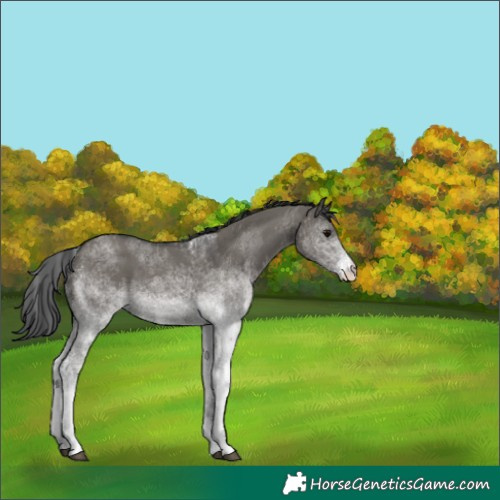 Horse Color:White Spotted Grullo Rabicano
