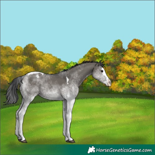Horse Color:White Spotted Grullo Splash Tobiano