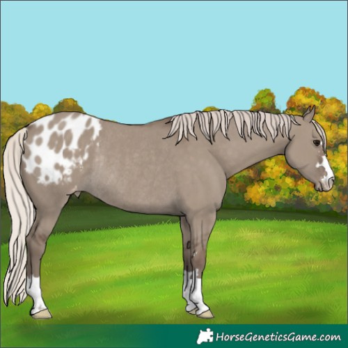 Horse Color:Silver Grullo Blanket Rabicano 
