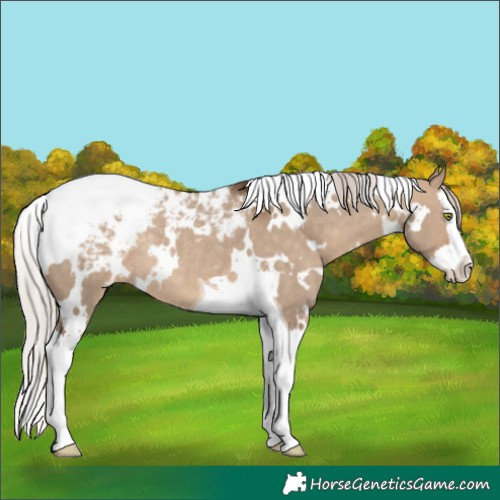 Horse Color:White Spotted Silver Brown Dun Splash Tobiano Appaloosa Rabicano 