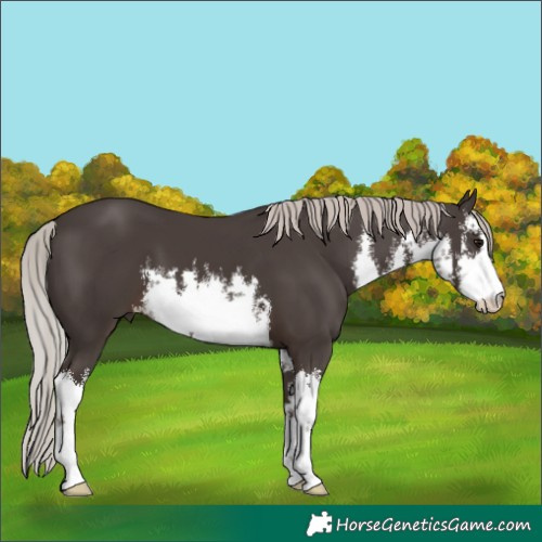 Horse Color:White Spotted Silver Black