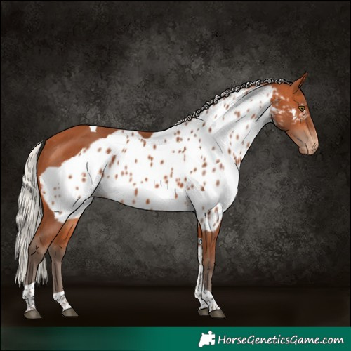 Horse Color:Silver Bay Tobiano Skewed Appaloosa Rabicano 